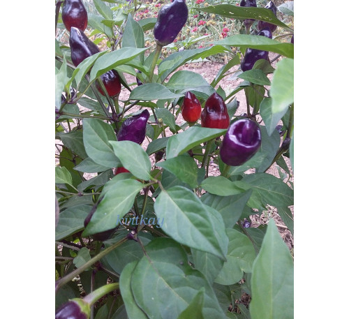 Насіння перцю гострого  Макарена (Macarena)